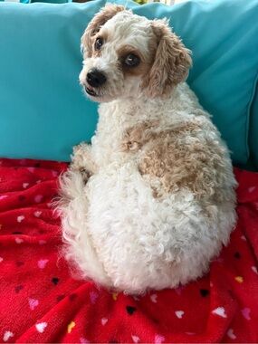 Fluffy White & Tan Curly Dog Coat - Cute Pooch Photo